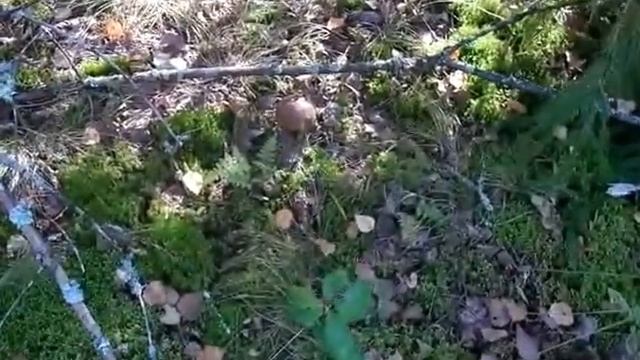 Сбор грибов в 2012 г.Калужская область смотреть онлайн