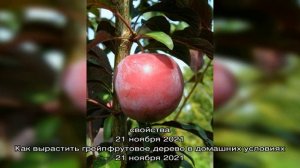 Как увеличить плодоношение мандарина