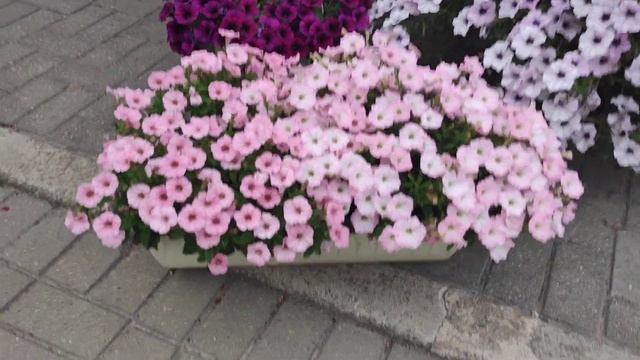 Гигантская петуния Тайдал Вейв (Tidal Wave ),Шок вейв, кустовая Аморе мио смотреть онлайн