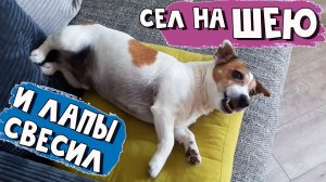 Лень вперёд Джека родилась. Уже и попу лень оторвать от дивана