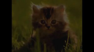 Детская песенка про животных  “У жирафа пятна, У слона складки“  Песенки для детей