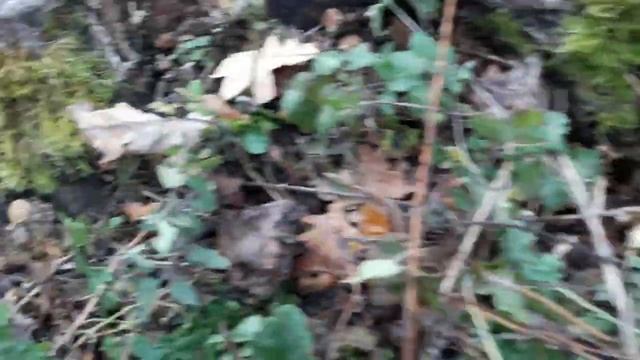 Опята. Тихая охота на грибы. Харьковская область. 28/10/2018 смотреть онлайн