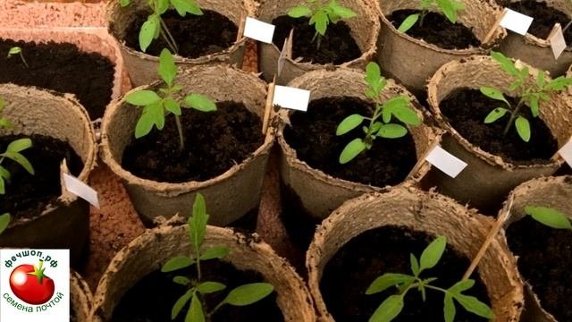 ТОРФ Из за него рассада останавливается в росте и гибнет