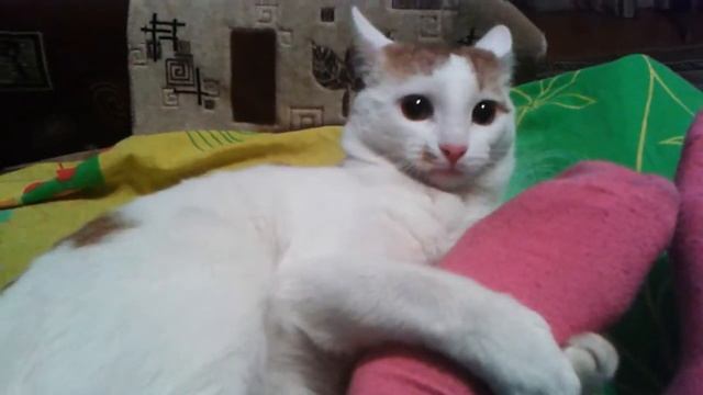 как напугать кота смотреть онлайн