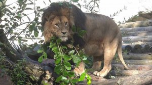 Лев Ричард. 14.09.2024