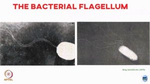 Week 4: Lecture 21: Bacterial flagellar motion