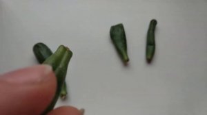 20.10.2019. Денежное дерево. Крассула Голлум. Размножение листом. Появилась детка.