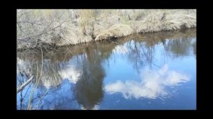 Нападение гадюки. Ядовитые змеи не дают рыбачить