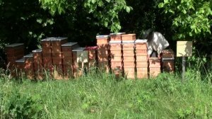 Выдуваю пчёл воздуходувкой. Выводы работы с шестирамочниками на кочёвке.