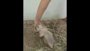 Как правильно чесать суслика