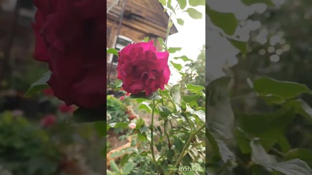 Бархатная роза//Сомме//Камера не передаёт красоты🌹🌹🌹