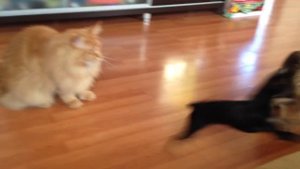 той-терьер мини