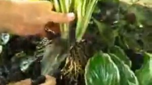 ???"Сад несложного ухода - ДЕЛЕНИЕ ХОСТ ЛЕТОМ" (автор Светлана Шевченко)