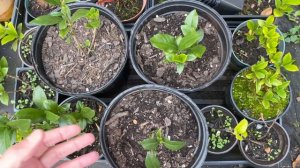 How To Get Your Rooted Gardenia Cuttings To Grow