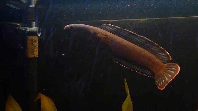 Channa gachua HD смотреть онлайн