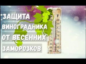 Как защитить виноградник от весенних заморозков