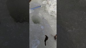 Бычок-подкаменщик и речная мелочевка. Рыбалка весной