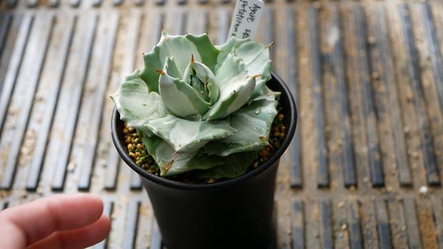 [品種紹介] 多肉植物 Agave potatorum variegata [アガベ ポタトラム バリエガータ 王妃雷神] смотреть онлайн