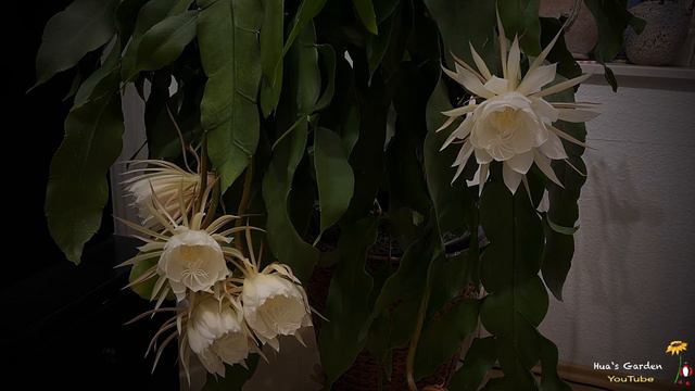 昙花/Queen of the night flower/延时记录美丽瞬间/25.08.2022 смотреть онлайн