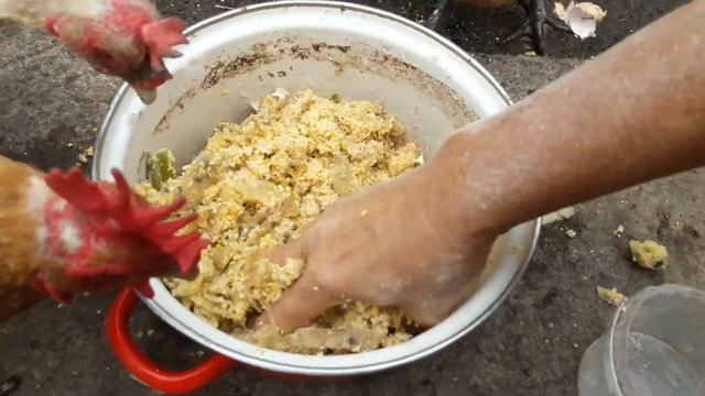 Утро в Курятнике//Воспитанные куры Мини мясные палевые и Бресс Гальцы Хитрук Елена Украина