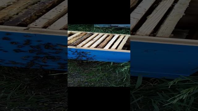 Отводок , простой вариант деления пчёл (2) смотреть онлайн