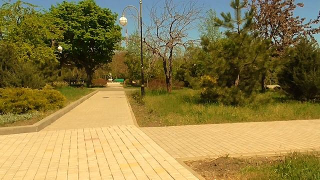 Приморский парк,цветет каштан.