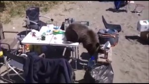Прикольные видео с дикими животными. Встреча с медведем, волком. Прикольные моменты. Снятое на виде