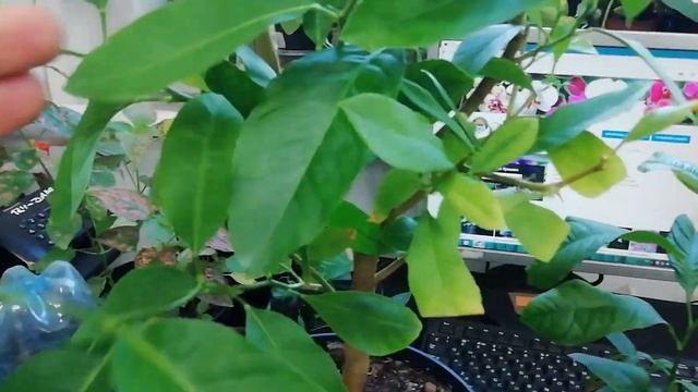 Почему не цветёт лимон из косточки?