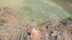 Огромный табун краснокнижных архаров в горах Алтая. A huge herd of Altai mountain Argali