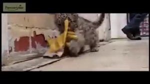 Маленький снежный барс