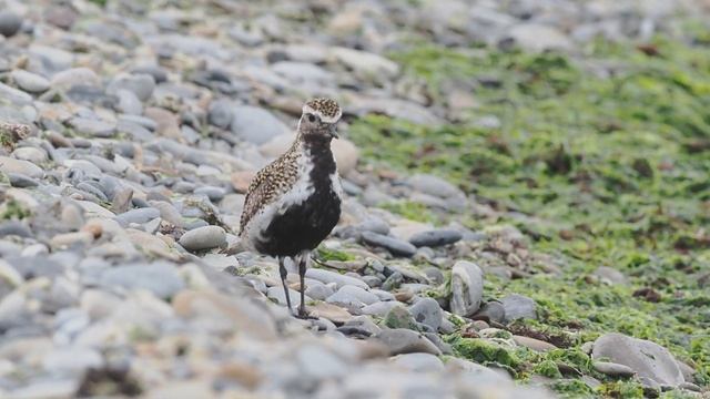 Золотистая ржанка на берегу моря. Новороссийск смотреть онлайн