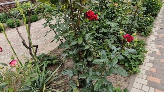 Приморское. 6 июня. Проблема с водой. Чем поливать? Завтра первая годовщина... смотреть онлайн