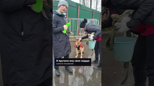 Лион Босс: вот и всё!❤️Волонтеры "Тарасик и команда", приют в ТиНАО, Москва