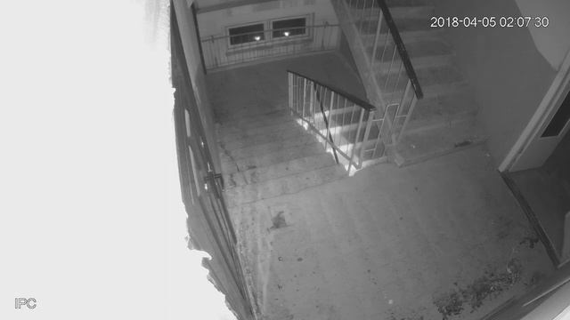 Камера в подъезде - попалась смотреть онлайн