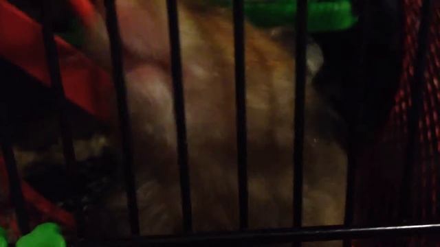 Няшка-самый красивый хомячок смотреть онлайн