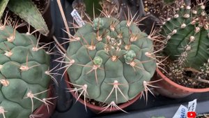 Gymnocalycium Pflanzi / Saglionis Flowered | aug21