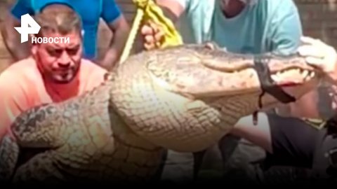 Полиция схватила большого крокодила / РЕН Новости