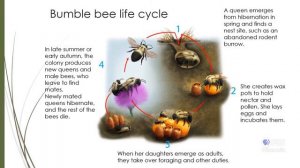 Bumble Bee Conservation in Your Garden | Garden & Landscape Expo