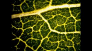 leaf under the microscope / Лист под микроскопом