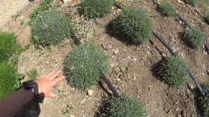 САНТОЛИНА и ЛАВАНДА спустя месяц после стрижки.