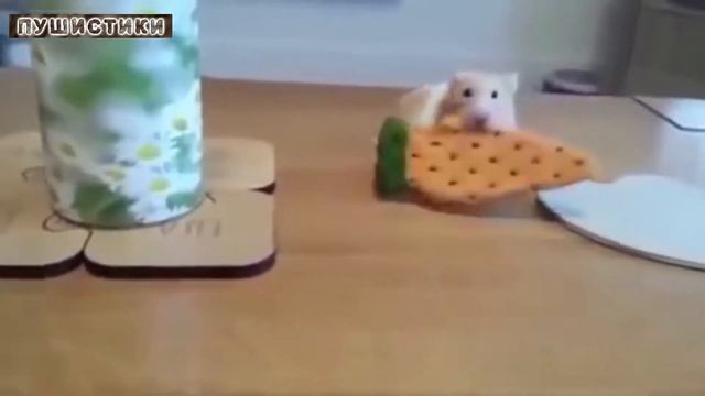 Смешные хомяки, веселые видео для детей и взрослых про хомяков