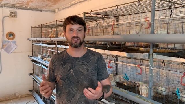 Выращивание бройлера у себя на участке, бизнес на бройлере, все вокруг бройлера.
