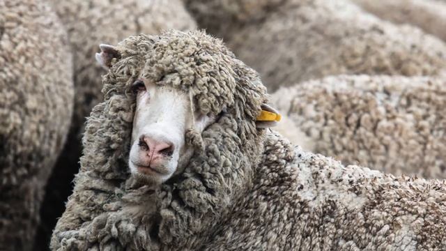 Кормление овец в зимний период | Овцеводство | Мясные овцы | Кормление овец зимой смотреть онлайн