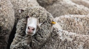 Кормление овец в зимний период | Овцеводство | Мясные овцы | Кормление овец зимой