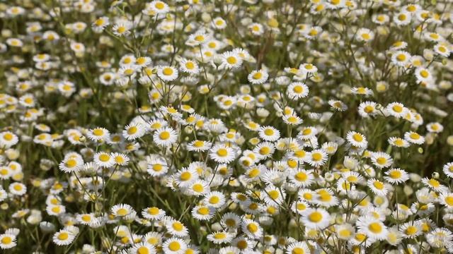 Ромашка Луг Лето · Бесплатное видео смотреть онлайн
