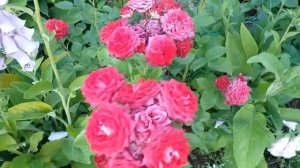 РОЗЫ спрей- Лавли Лидия, Барбадос, Тирамису.Лето 2020. Описание под видео  #розы #розыспрей