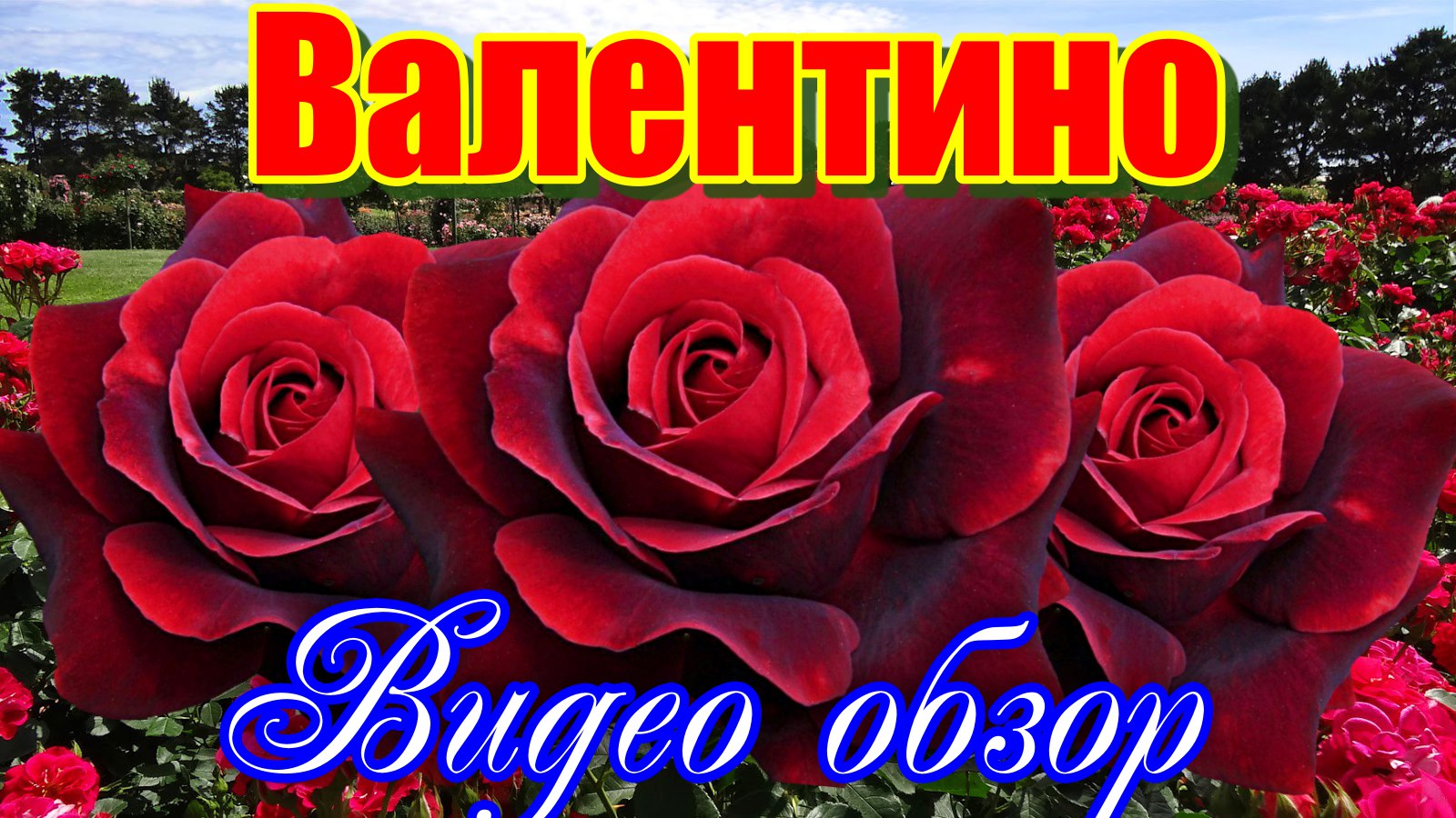 Обзор розы Валентино (Чайно гибридная)- Valentino (Barni Италия, 2009)