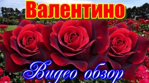 Обзор розы Валентино (Чайно гибридная)- Valentino (Barni Италия, 2009)