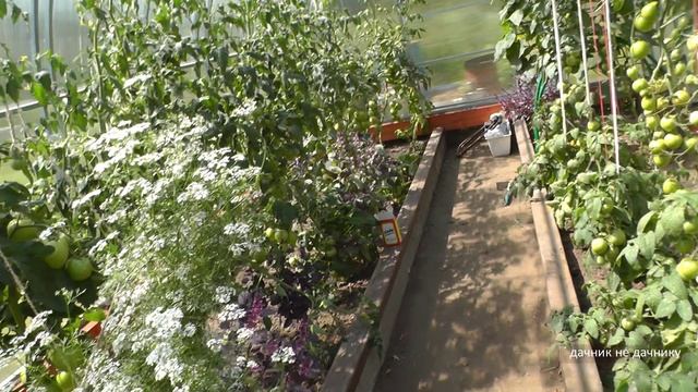 Хозяйство Воронова | Огород | Смотрим прошлогодние посадки в теплице, обсуждаем