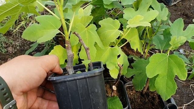 Инжир на Кубани. Саженцы и плодоношение инжира.